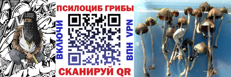 кракен маркетплейс  Устюжна  Галлюциногенные грибы мицелий 